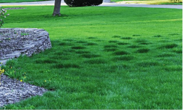 signs of moles in lawn