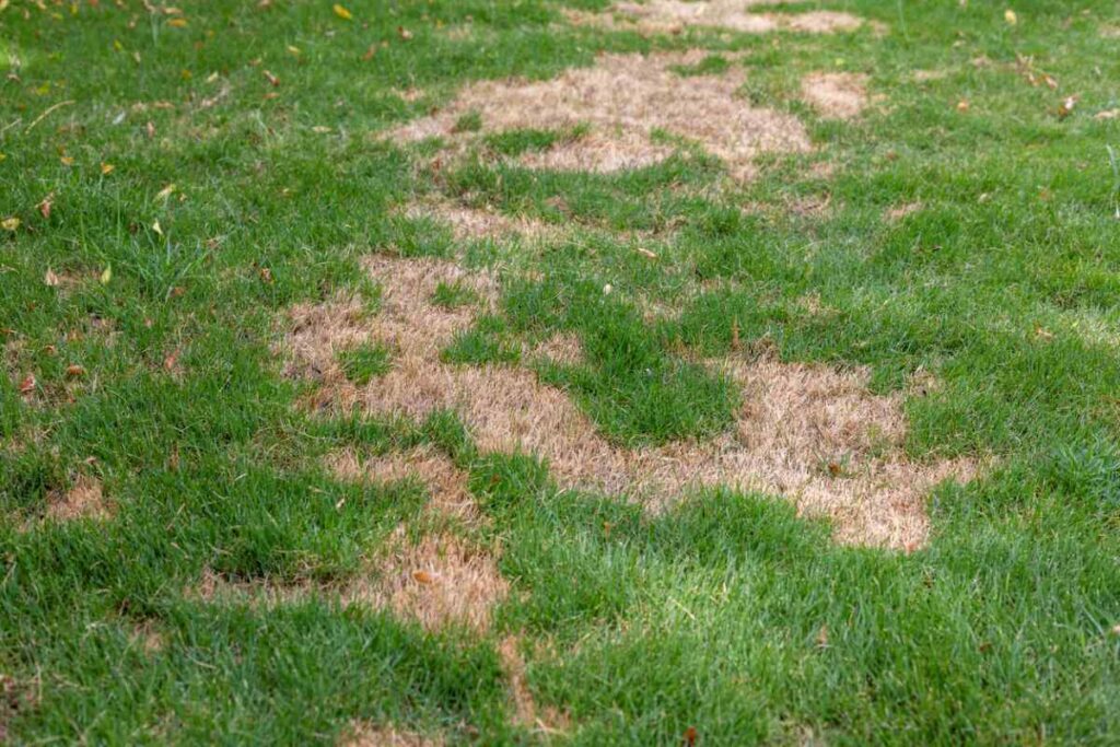 signs of moles in lawn