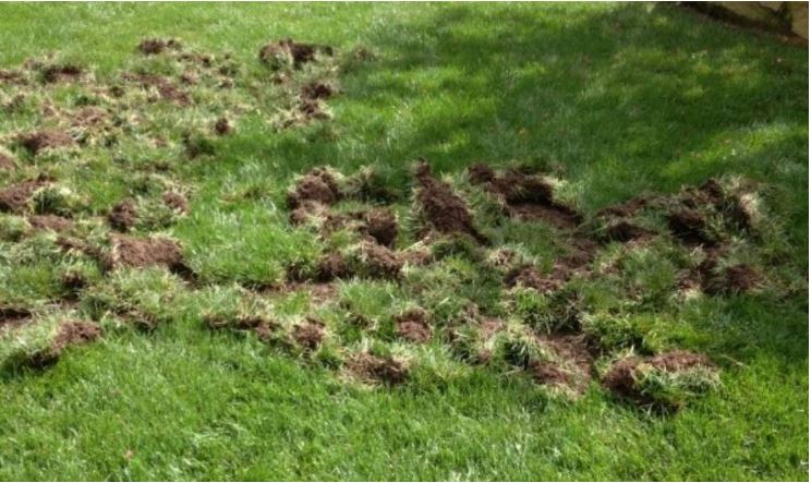signs of moles in lawn