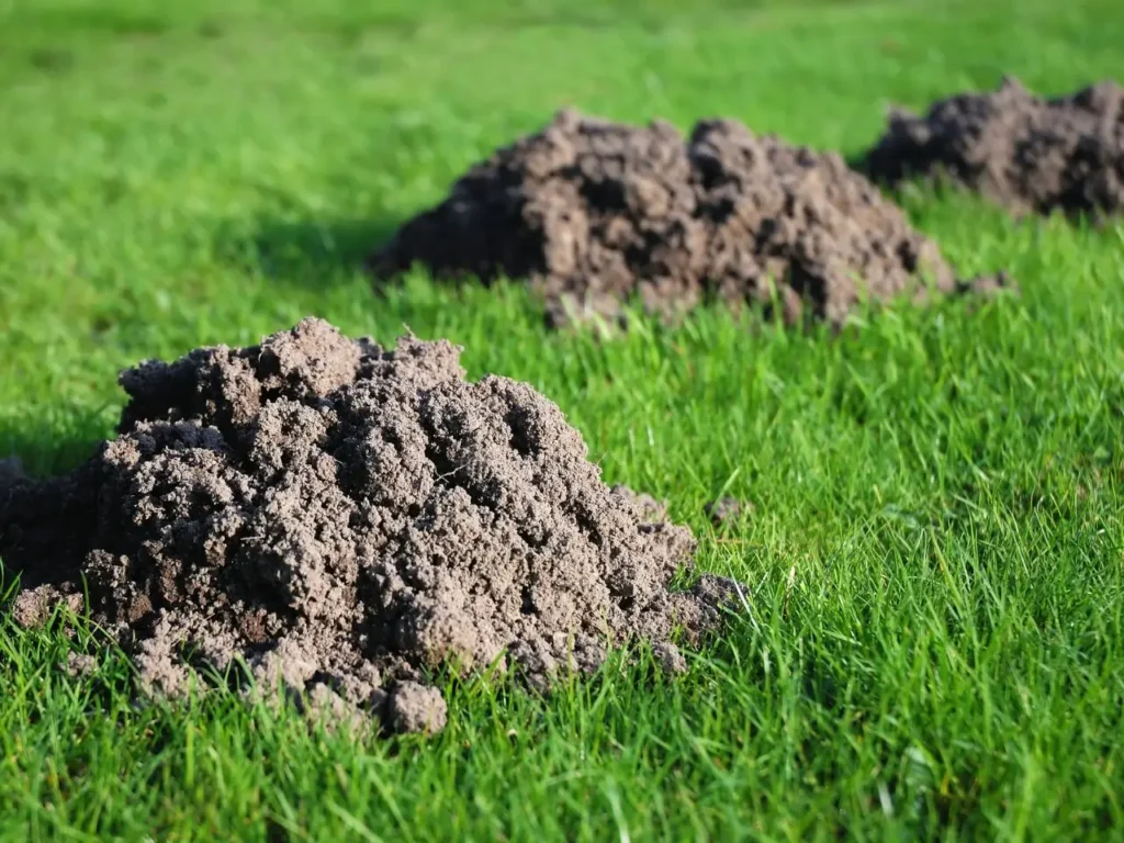 signs of moles in lawn