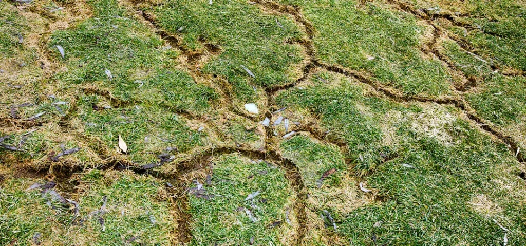 signs of moles in lawn