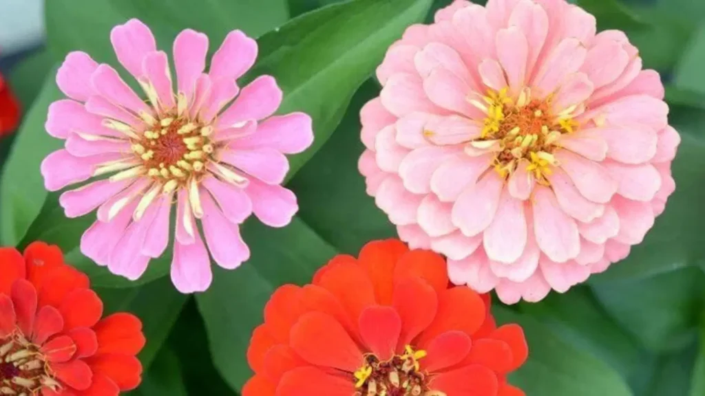 Zinnias