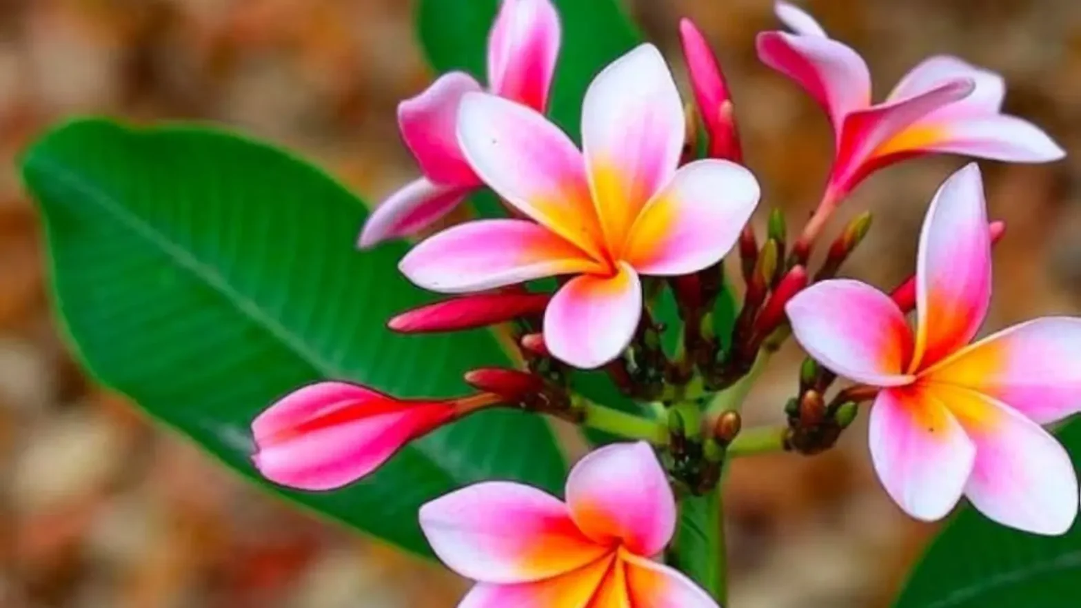 Shinning petals of a plumeria flower