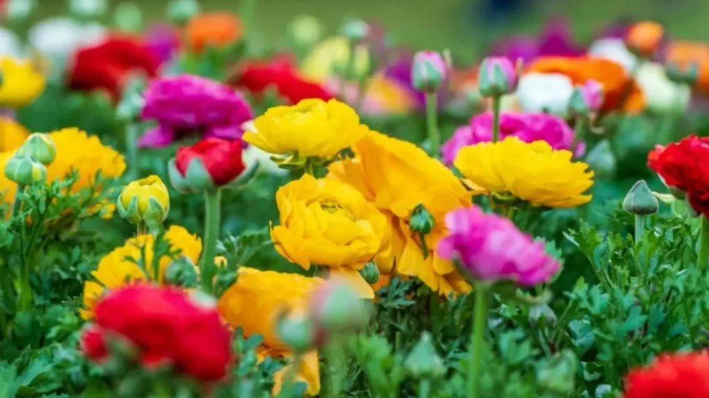 ranunculus flower