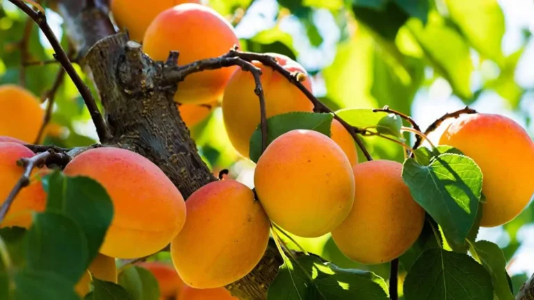 when does the apricot tree bear fruit