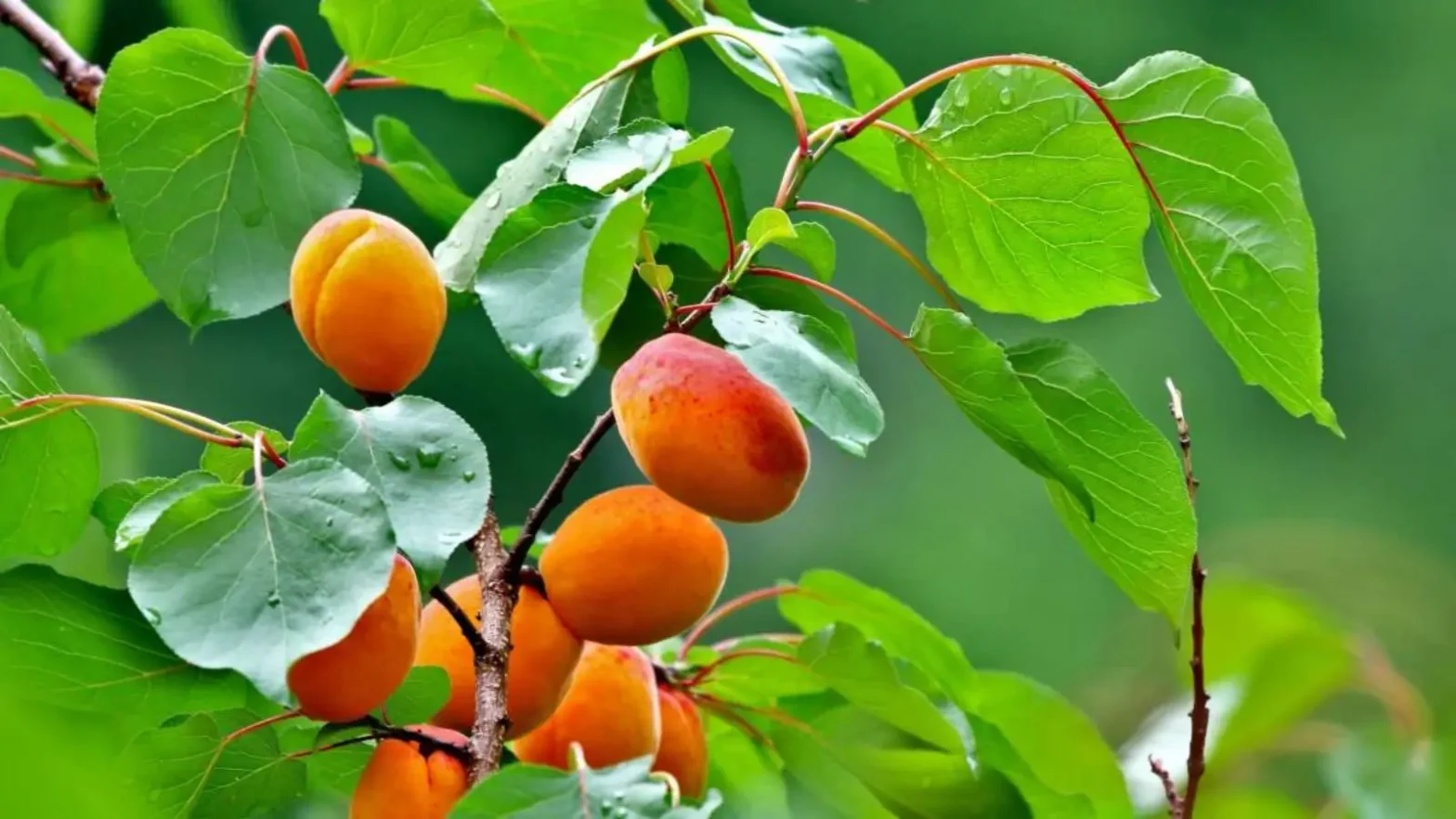 apricot tree care