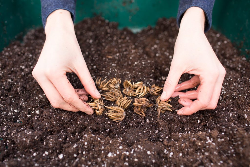 Putting soaked ranunculus flower corms onto the soil