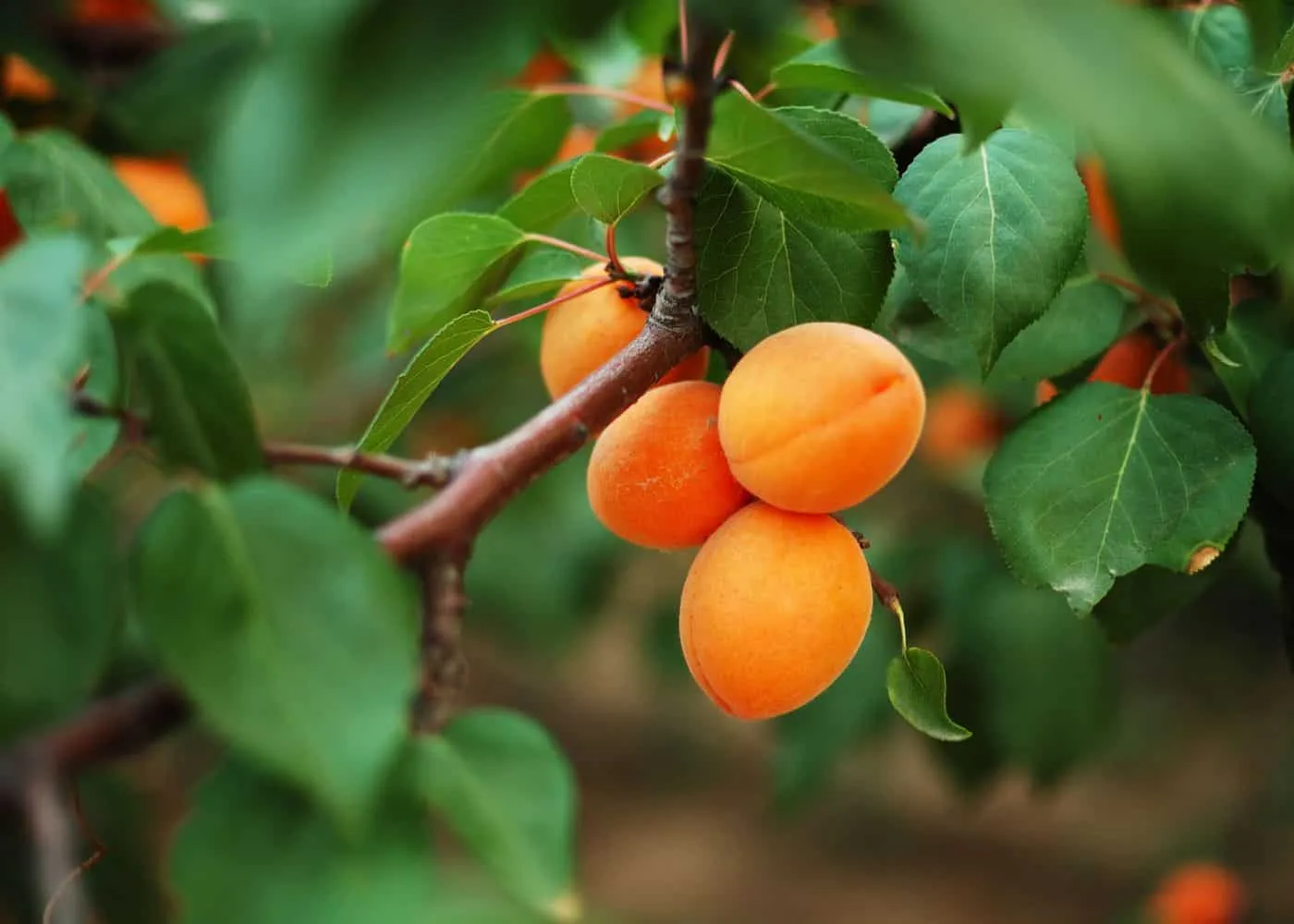 APRICOT TREE CARE