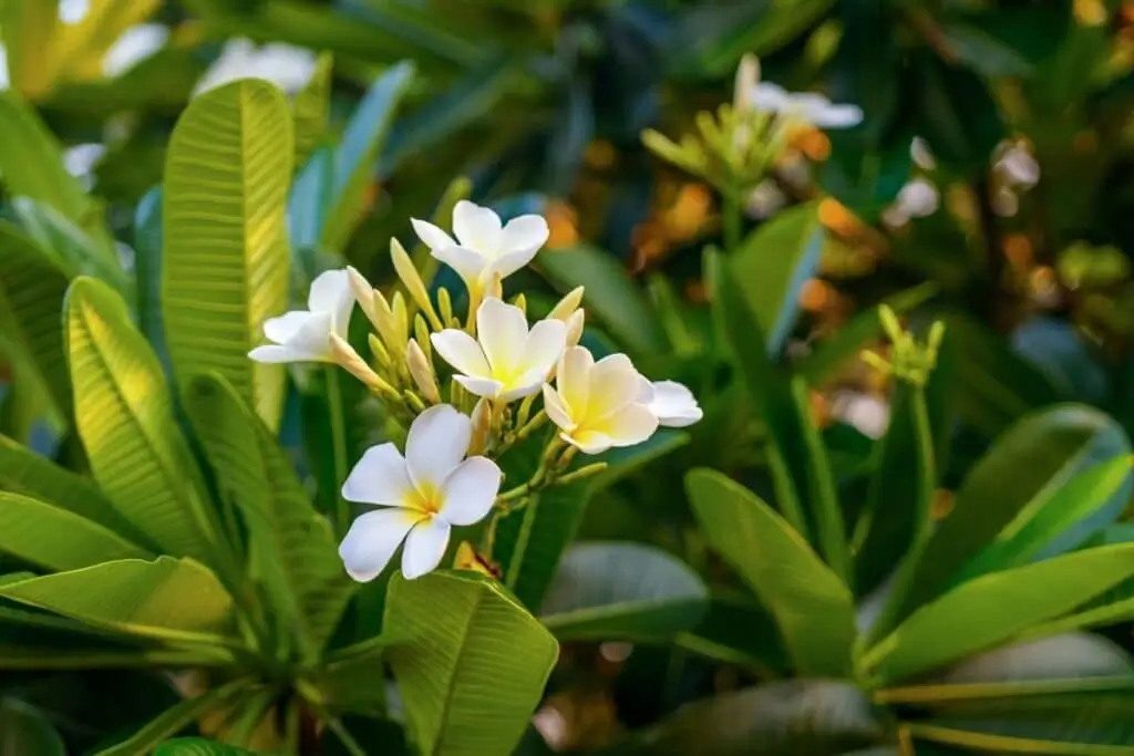 the plumeria flower tree