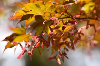 Japanese maple leaves turning brown
