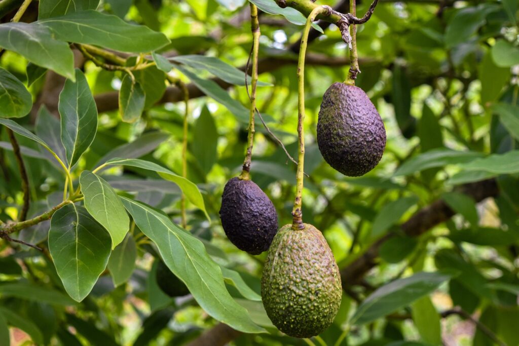 how to revive a wilted avocado plant