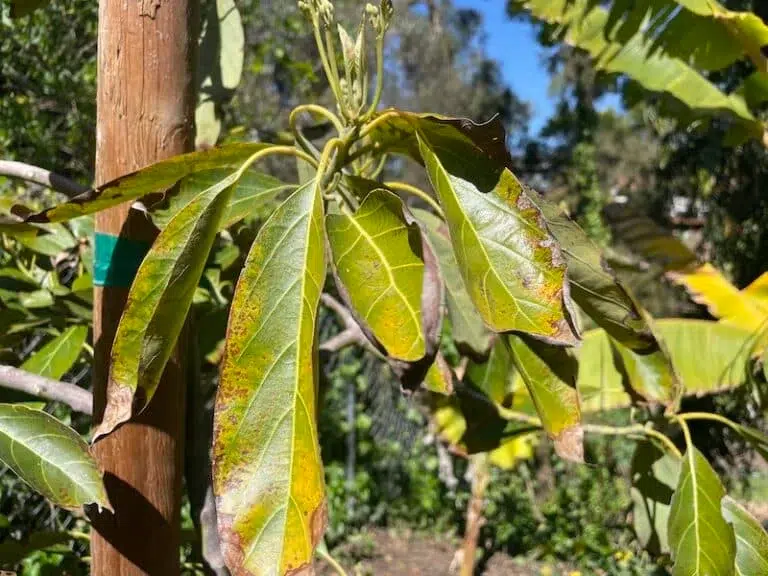 why is my avocado plant wilting