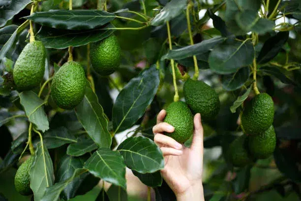 why is my avocado plant wilting