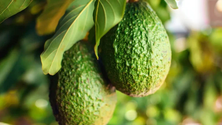 why is my avocado plant wilting