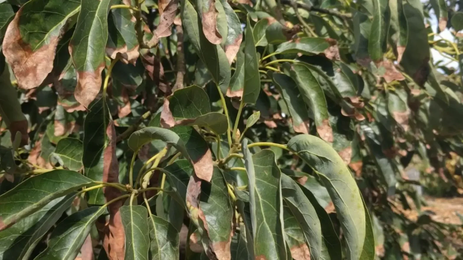 how to revive a wilted avocado plant